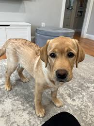 My fur-niture looks just like that!😂