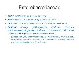 Image result for Enterobacteriaceae