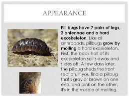 Pill bugs breathe through gills. Pill Bugs Perfect Little Pests Ppt Download