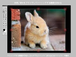 Photoshopのトリミングを詳しく解説
