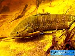 Previous episode ikan keli akar. Hoplosternum Thoracatum Ikan Keli Berperisai Untuk Akuarium Ikan
