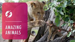 Unique Friendship Between Lion And Baby Baboon Youtube