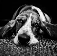 Cute Black And White Dog Portraits 14 Photos Xaxor Black And White Dog White Dogs Dog Photography