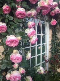 Shop for angel wall art from the world's greatest living artists. Pierre De Ronsard Melvilles Roses