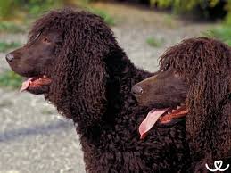 Image result for irský vodní španěl