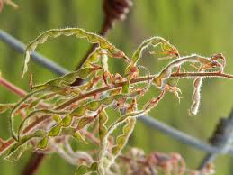 Image result for Desmodium intortum