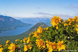We did not find results for: Best Hikes To See Pacific Northwest Wildflowers Oregon And Washington