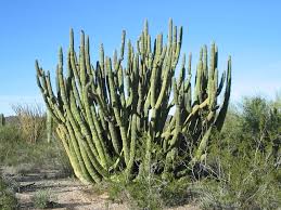 Many other types of cacti as well as other desert flora grow here. Organ Pipe Cactus National Border National Park A History Of Organ Pipe Cactus National Monument