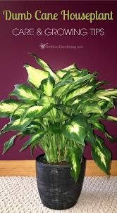 How To Care For Dieffenbachia Dumb Cane House Plant Care Plant Care Houseplant Plant Care