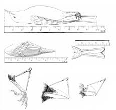 bird measurement wikipedia