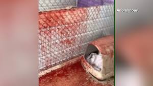 Find animal hospitals, mobile/house call veterinary services and veterinarians in el paso, tx that provide highest quality medical care for dogs, cats and other small animals. Difficult Images To See Mauled Animals Overcrowding Prompts Investigation At El Paso Animal Services Kvia