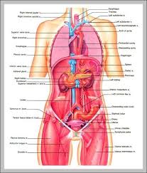 How about the muscles of the head. Anatomy Of Upper Body Graph Diagram