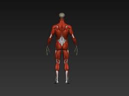 K to grade 2 • human body series bones, muscles, and joints. Male Ecorche Human Anatomy Bones And Muscles 3d Model 13 Obj Ztl Free3d