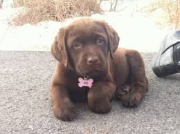 Labrador retriever puppy for sale in lancaster, pa, usa. View Ad Labrador Retriever Litter Of Puppies For Sale Near Florida Naples Usa Adn 93771