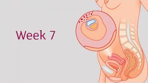 Days until our annoying summer visitor leaves. 7 Weeks Pregnant All You Need To Know Tommy S