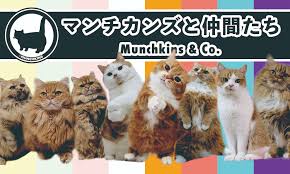 マンチカンズ オフィシャルサイト | 短足ねこ「マンチカン」