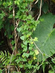 Image result for Zehneria tridactyla