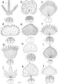 Image result for Acalypha psilostachya