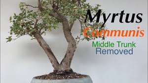 It has a size of 1x1 squares. Bonsai Myrtus Communis Common Myrtle Part 2 Middle Trunk Issue Dealt Oct 2019 Youtube