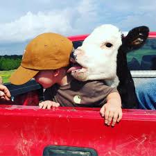 This Little Calf Is Getting It S Licks In Animals Funny Animals Cute Animals