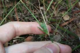 Image result for Entolasia