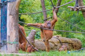 Nach einem rätselhaften vogelsterben in der tropenhalle des leipziger zoos war die anlage drei tage lang abgeriegelt worden. Zoo Leipzig Tiererlebnis Mitten In Der Stadt