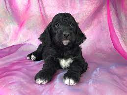 Find goldendoodle puppies for sale with pictures from reputable goldendoodle breeders. Mini Goldendoodle Breeder Iowa Black And White Puppies For Sale