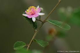 Image result for Malvaceae subfamily Grewioideae