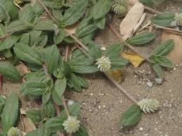 Image result for Pandiaka