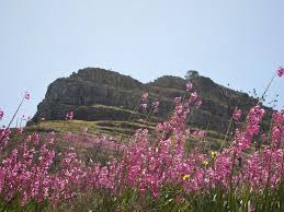Image result for Watsonia borbonica
