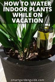 How To Water Indoor Plants While On Vacation Automatic Watering Systems For Houseplants Houseplant Watering Gu Indoor Plants Automatic Watering System Plants