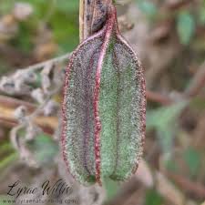 Image result for Aristolochiaceae