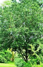 Image result for Warburgia ugandensis