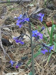 Image result for Rhipidoglossum eggelingii