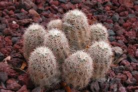 Image result for Cactaceae