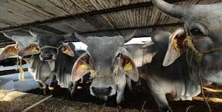 Gobierno del Pueblo invita a productores a participar en concursos para  reconocer lo mejor de la agricultura, ganadería y pesca en la Feria Tabasco  2025 | Portal Tabasco