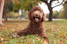 We did not find results for: Labradoodle Puppies For Sale In Scotland Glasgow Edinburgh Petsyoulove