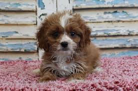 It's free to post an ad. Puppies For Sale Cavapoo Cavapoos F Category In Eden Valley Minnesota