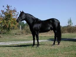 Pelajes Equinos Kawell