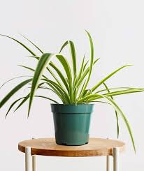 Image result for Chlorophytum pauper