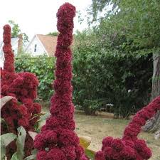 Image result for Amaranthus cruentus