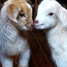 Billy Goats Cute Goats Baby Animals Happy Animals