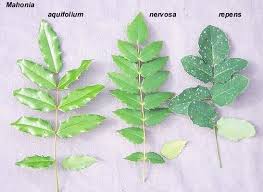 Image result for Psychotria mahonii