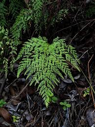 Image result for Odontosoria