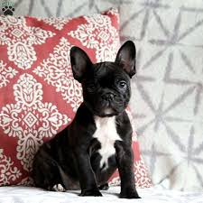 Rosa the french bulldog can do retrieving until she is worn out. Frenchton Puppies For Sale Greenfield Puppies