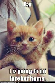 Lolcats Goodbye Lol At Funny Cat Memes Funny Cat Pictures With Words On Them Lol Cat Memes Funny Cats Funny Cat Pictures With Words On