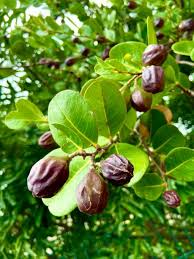 Image result for Chrysobalanus icaco