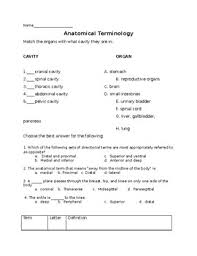 The hands are to the feet. Anatomical Terminology By The Lab Assistants Teachers Pay Teachers