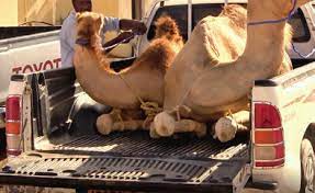 They take existing viruses and 'weaponize' them, meaning they make them far more dangerous, to figure this: Https Www Animals Angels De Fileadmin User Upload 03 Publikationen Dokumentationen Animals Angels The Welfare Of Dromedary Camels During Road Transport In The Middle East Pdf