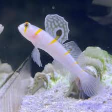 Image result for Lepidagathis randii